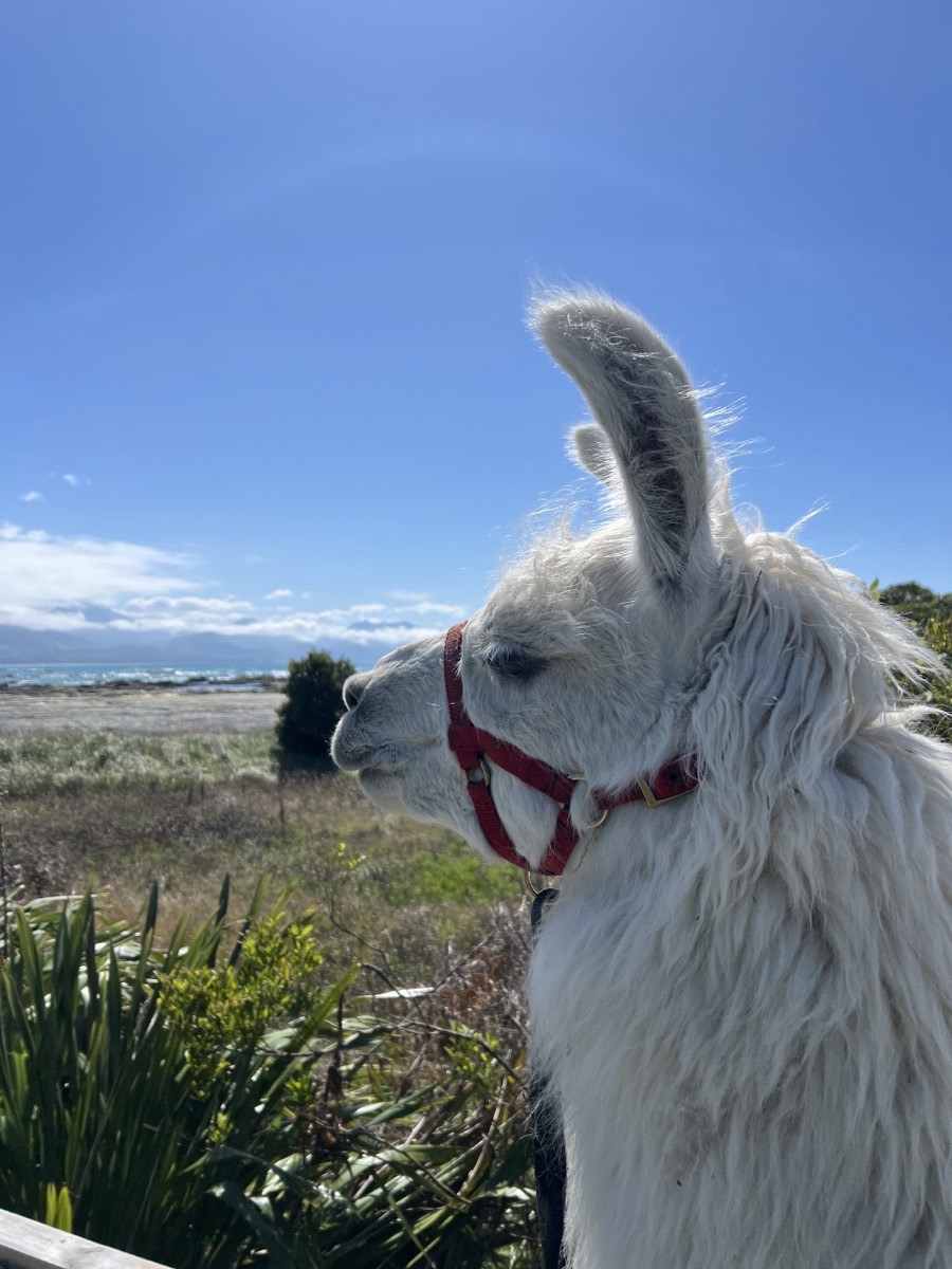 White llama in a red halter looking out over the Kaikōura shoreline