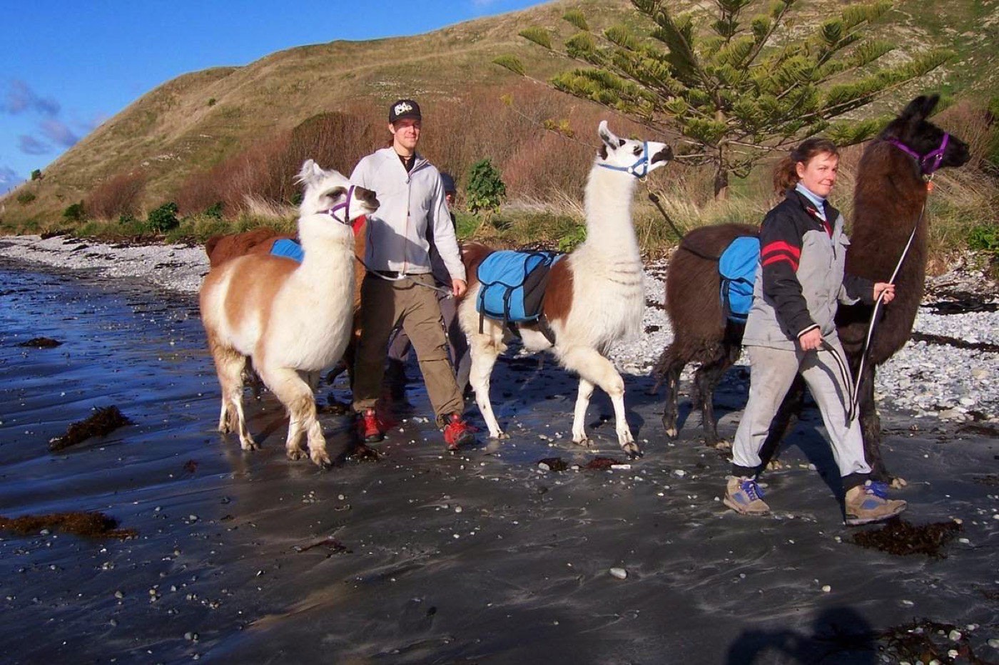 Guided group leading llamas with saddle bags along a Kaikōura beach