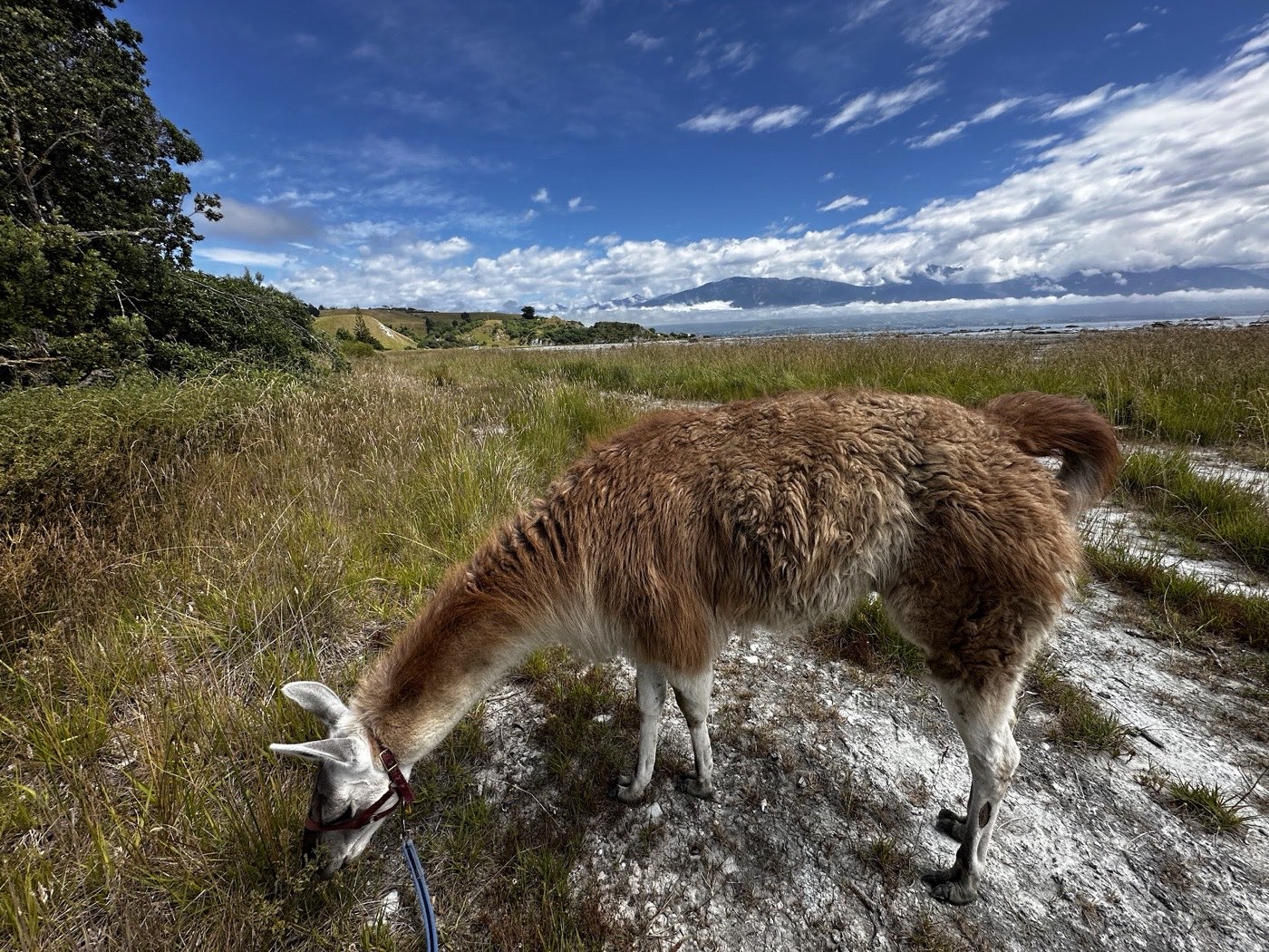 Llama grazing beside the track on a trek
